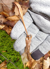 Isotria verticillata