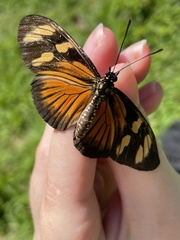 Eueides vibilia