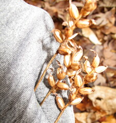 Platanthera clavellata