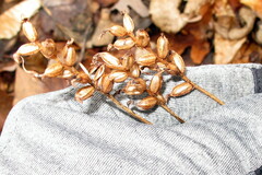 Platanthera clavellata