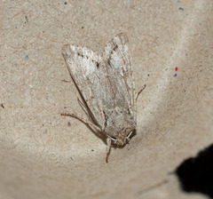 Ichneutica mutans