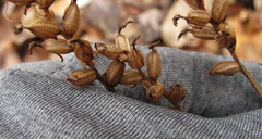 Platanthera clavellata