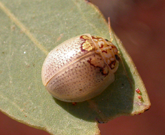 Paropsisterna