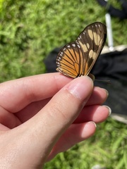 Eueides vibilia