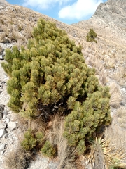 Pinus hartwegii