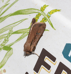 Ichneutica atristriga