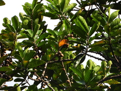 Sapotaceae