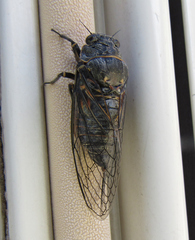 Okanagana occidentalis