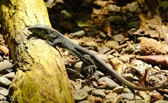 Holcosus quadrilineatus