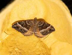 Hydriomena deltoidata