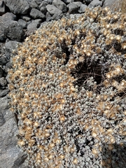 Gnaphaliothamnus lavandulifolius