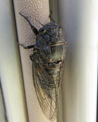 Okanagana occidentalis