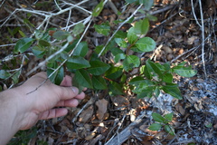 Lyonia mariana