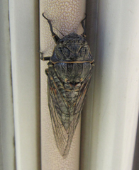 Okanagana occidentalis