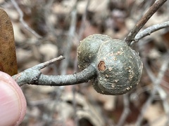Callirhytis quercuspunctata