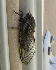 Okanagana occidentalis