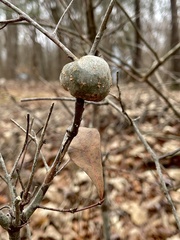 Callirhytis quercuspunctata