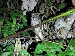 Antrostomus carolinensis