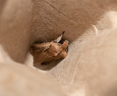 Ichneutica atristriga