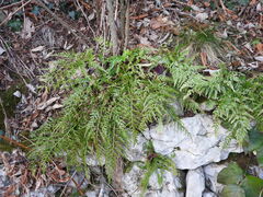 Asplenium adiantum-nigrum