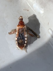 Rhynocoris ventralis