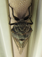 Okanagana occidentalis