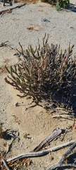 Cylindropuntia tesajo
