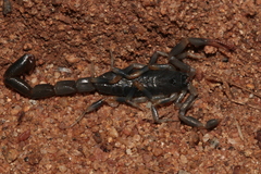 Uroplectes flavoviridis