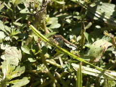 Erythrodiplax