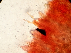 Aleurodiscus wakefieldiae