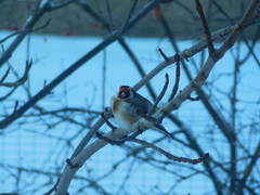 Carduelis carduelis