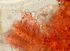 Aleurodiscus wakefieldiae