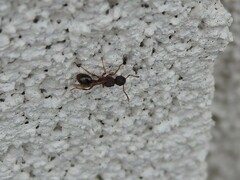 Myrmica