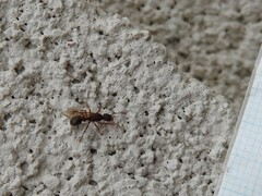 Myrmica