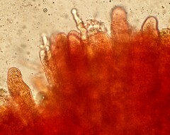 Aleurodiscus wakefieldiae