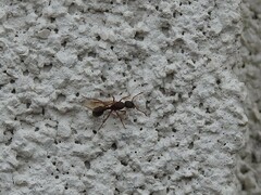 Myrmica