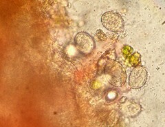 Aleurodiscus wakefieldiae