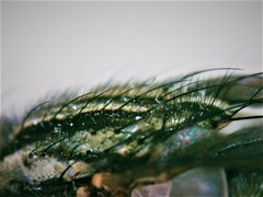 Sarcophaga variegata