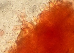 Aleurodiscus wakefieldiae