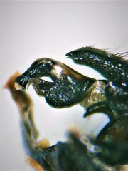 Sarcophaga variegata