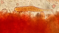 Aleurodiscus wakefieldiae