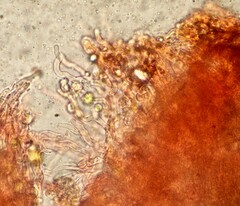 Aleurodiscus wakefieldiae