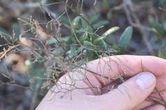 Polygonella polygama