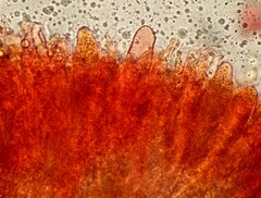 Aleurodiscus wakefieldiae