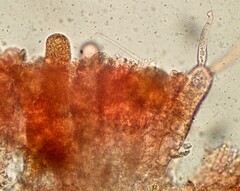 Aleurodiscus wakefieldiae