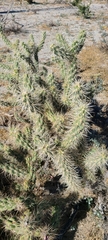 Cylindropuntia sanfelipensis