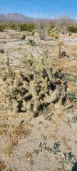 Cylindropuntia sanfelipensis