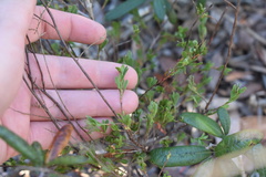Polygonella polygama