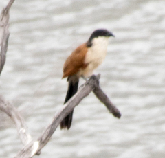 Centropus superciliosus burchellii