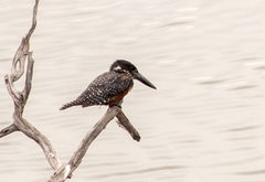 Megaceryle maxima maxima